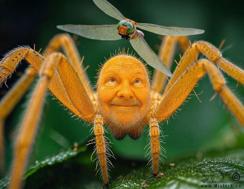 A close-up, high-detail macro photograph shows a surreal creature at the center. It has the body and bright orange, hairy legs of a large spider, but the head is replaced by a human face. The face is that of an older man with a short beard and mustache, sporting a cheerful, knowing expression, and has spiky hairs on his head. Above this creature, a dragonfly with large, intricate wings and vibrant green eyes is seen in mid-flight, its body directed towards the spider-man's face. The background is a blurred rich green, likely representing foliage, with some areas appearing darker creating a shallow depth of field. The spider-man is perched on a green leaf covered in tiny droplets of water. The overall impression is one of a fantastical, whimsical encounter in nature. A watermark displays the website name MisterX.ca