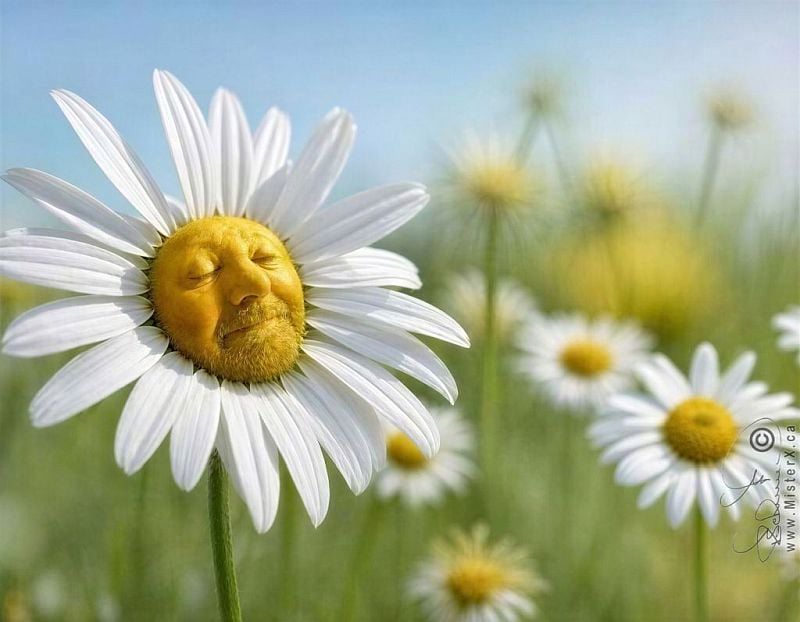 A daisy with the face of AI artist MisterX, or "X", or Robb Schmidt, can be seen facing the sun with a slight smile on it's face. The sky in the background is cloudless and other faceless daisy flowers can be seen in the background.