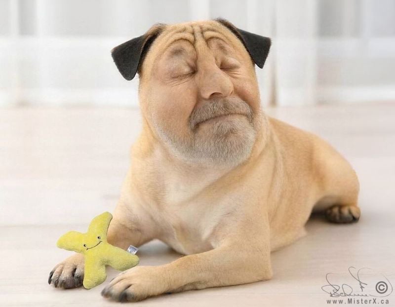A pug dog with the face of ai artist MisterX, or just "X", looks over to its left with eyes closed and a pleasant look on its face. It has an X shaped plushy dog toy between its legs!